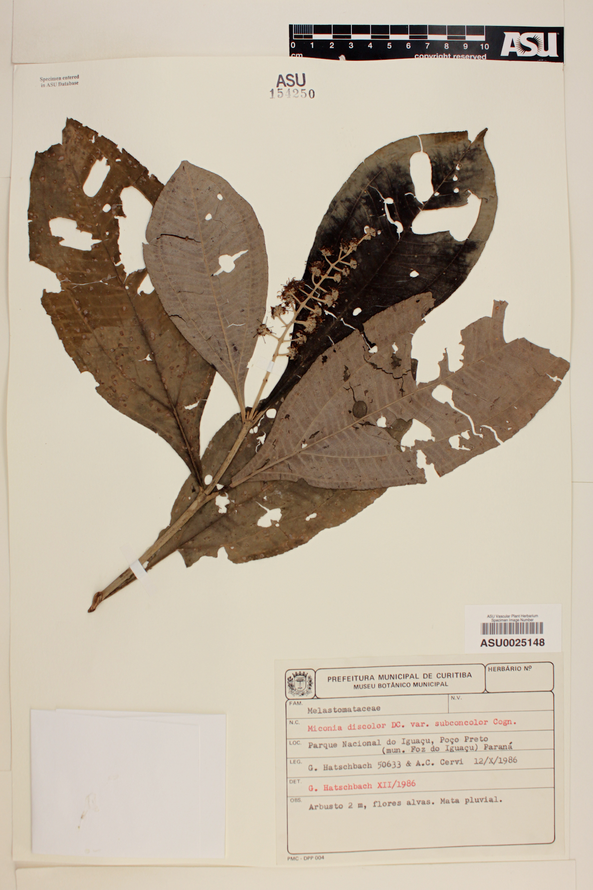 Miconia discolor image