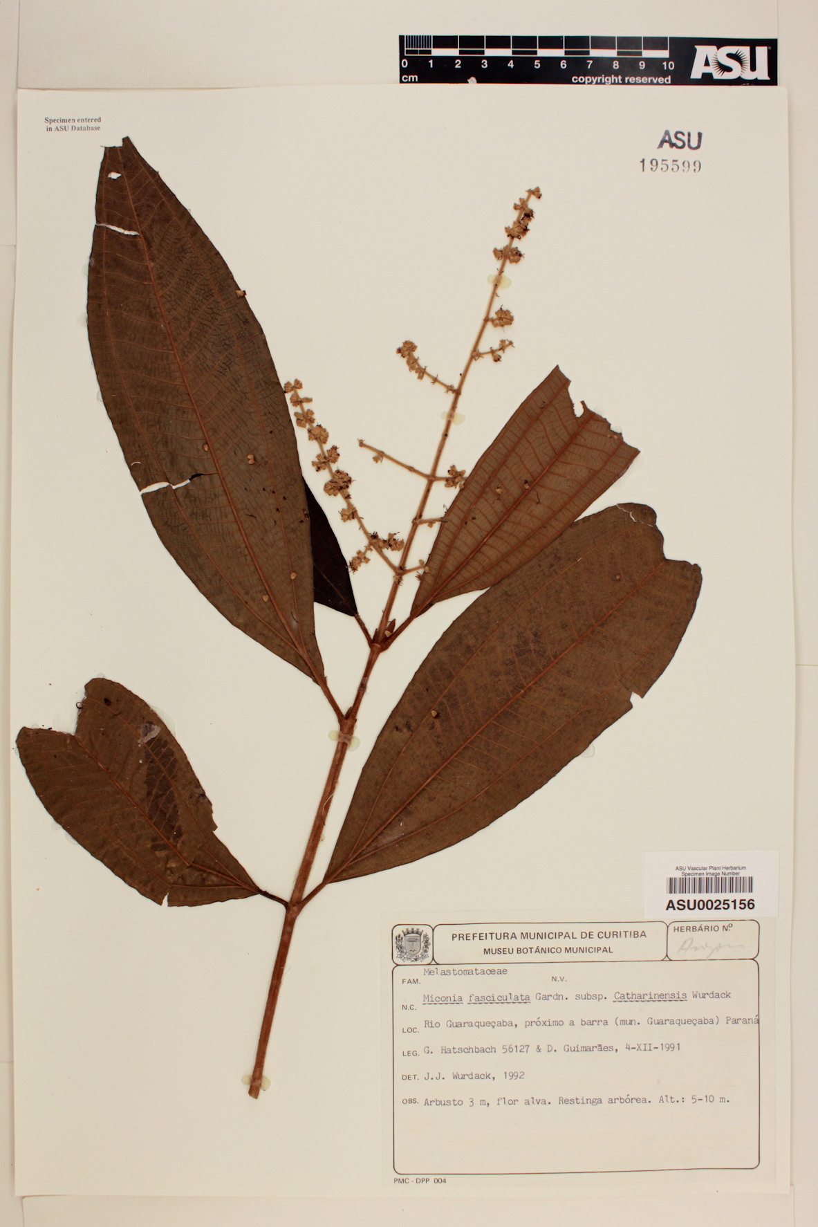 Miconia fasciculata image