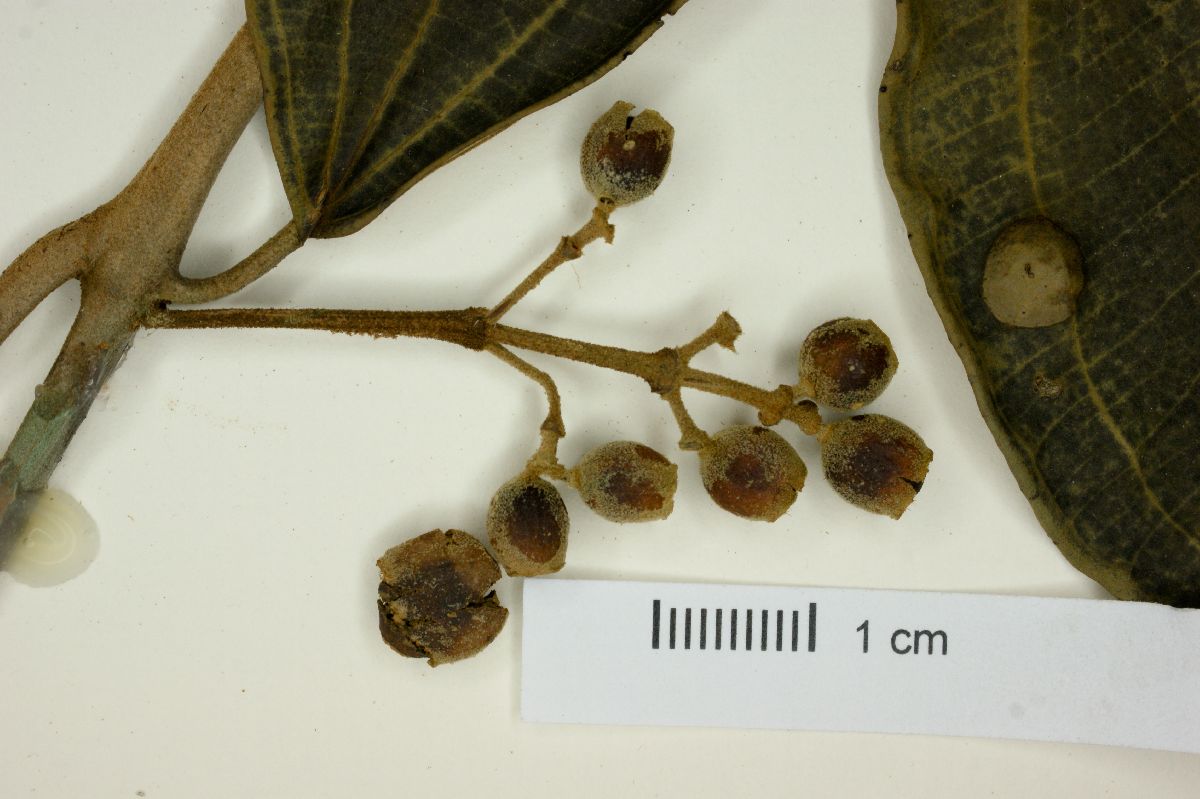Miconia holosericea image