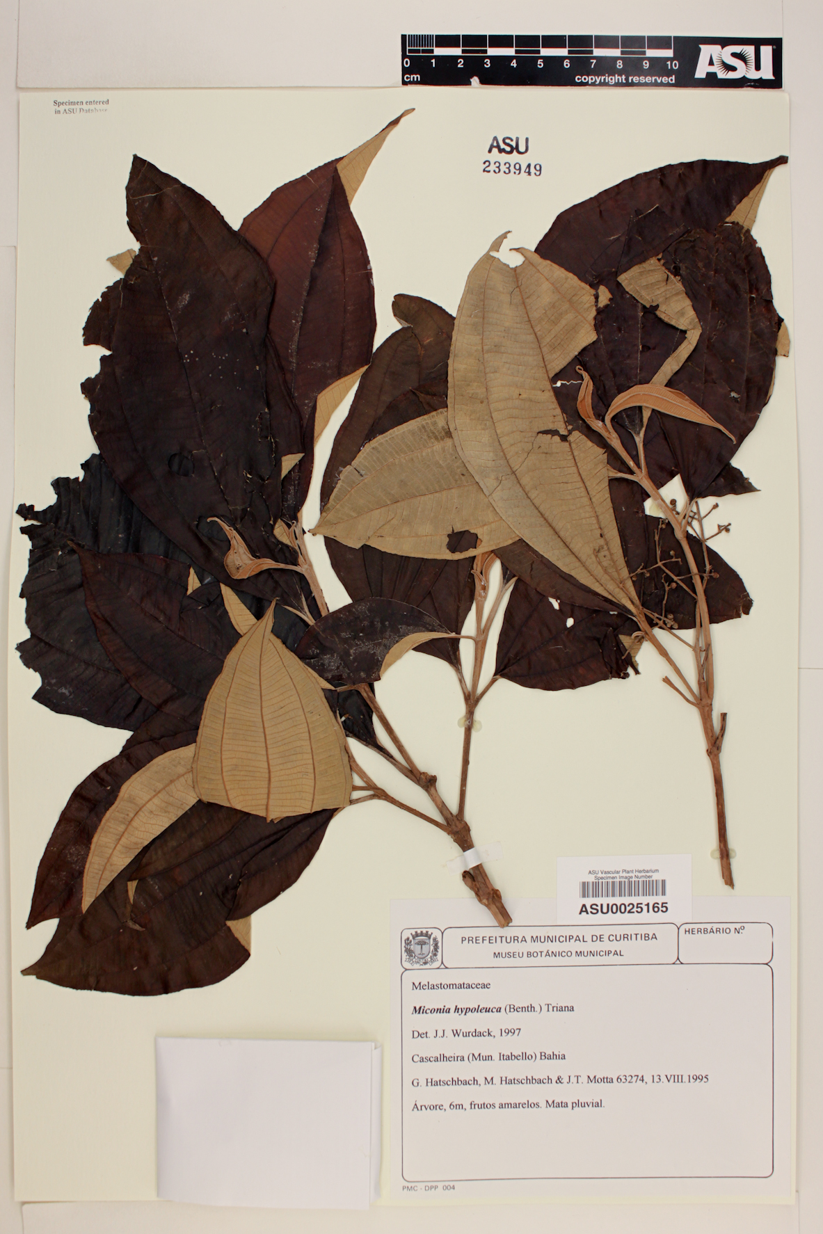 Miconia hypoleuca image