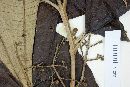 Miconia hypoleuca image