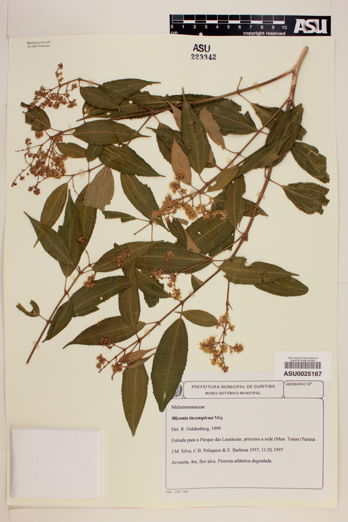 Miconia inconspicua image