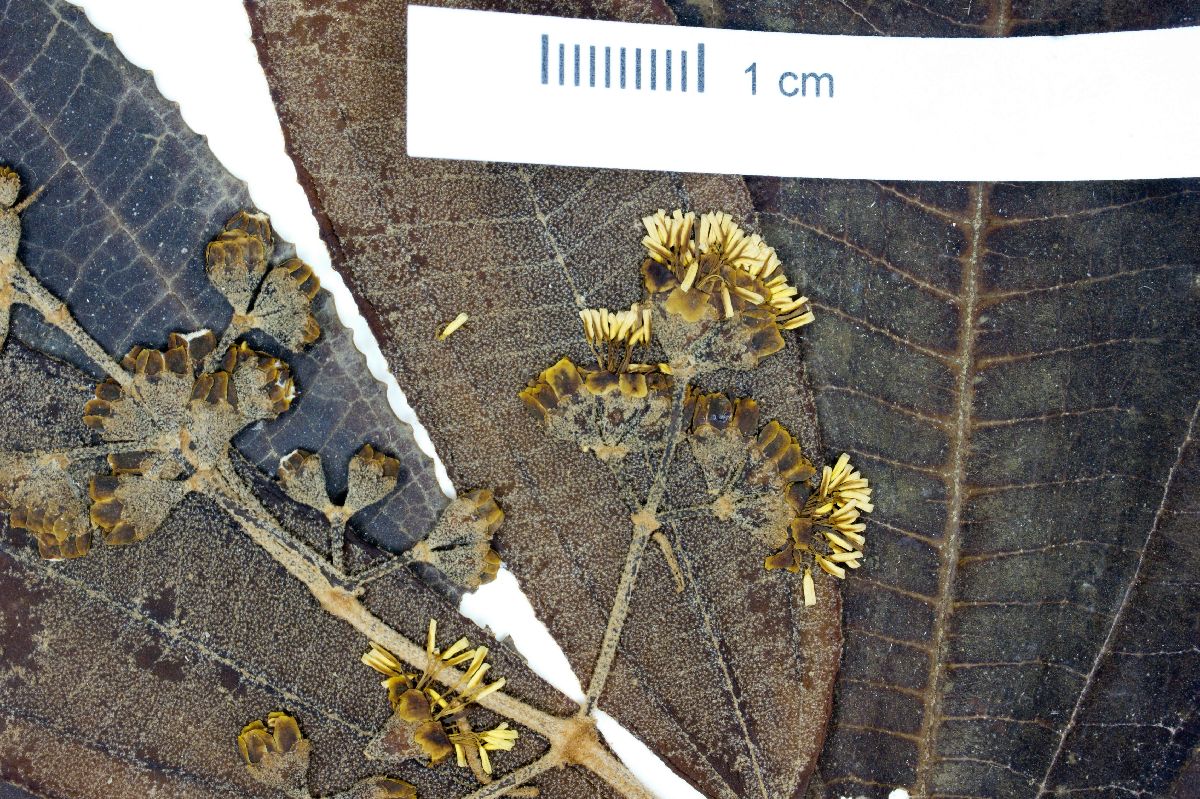 Miconia ioneura image