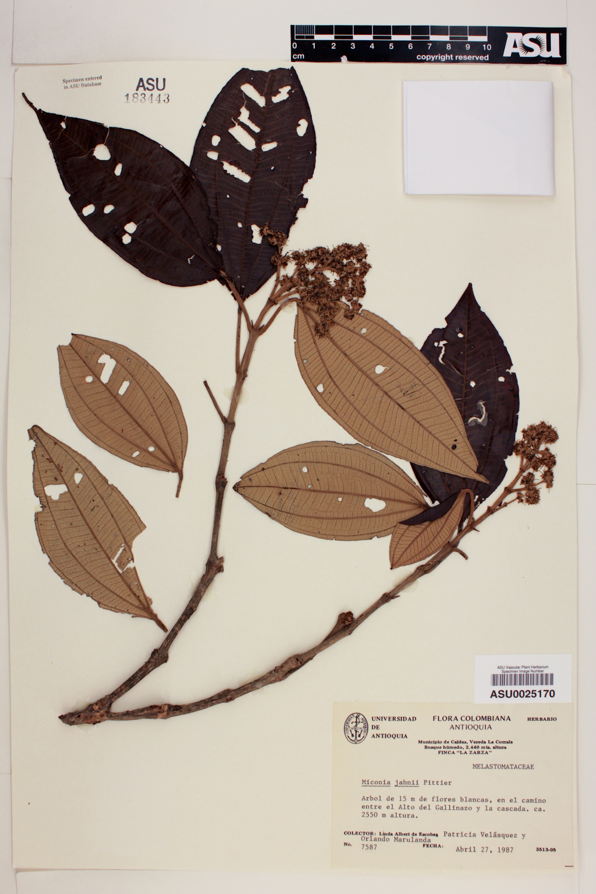 Miconia jahnii image