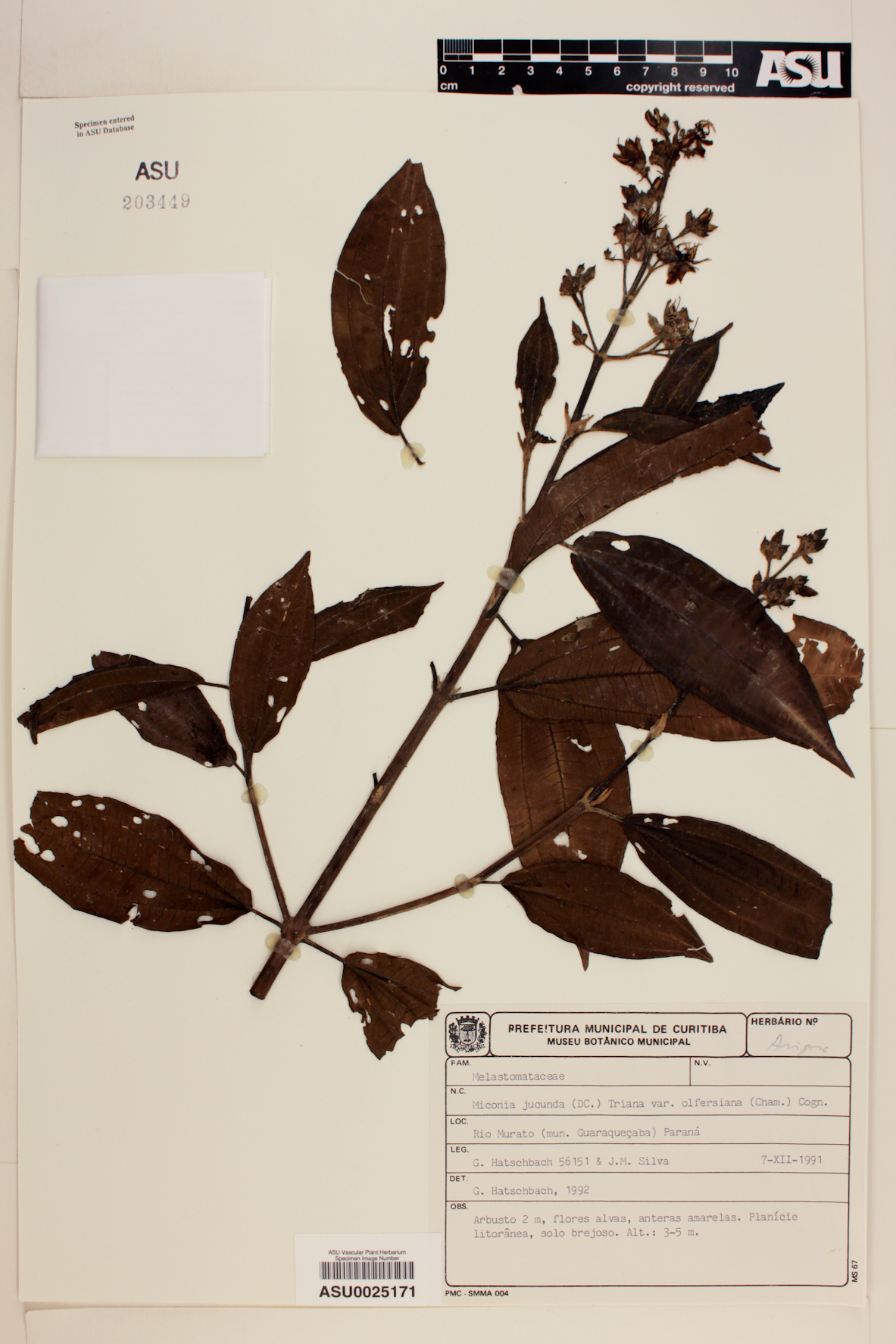 Miconia jucunda image