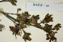 Miconia jucunda image