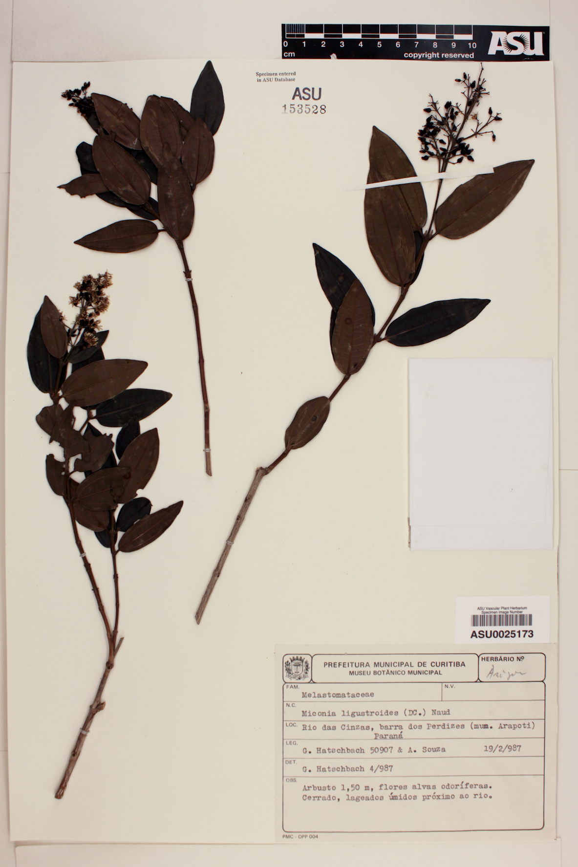 Miconia ligustroides image