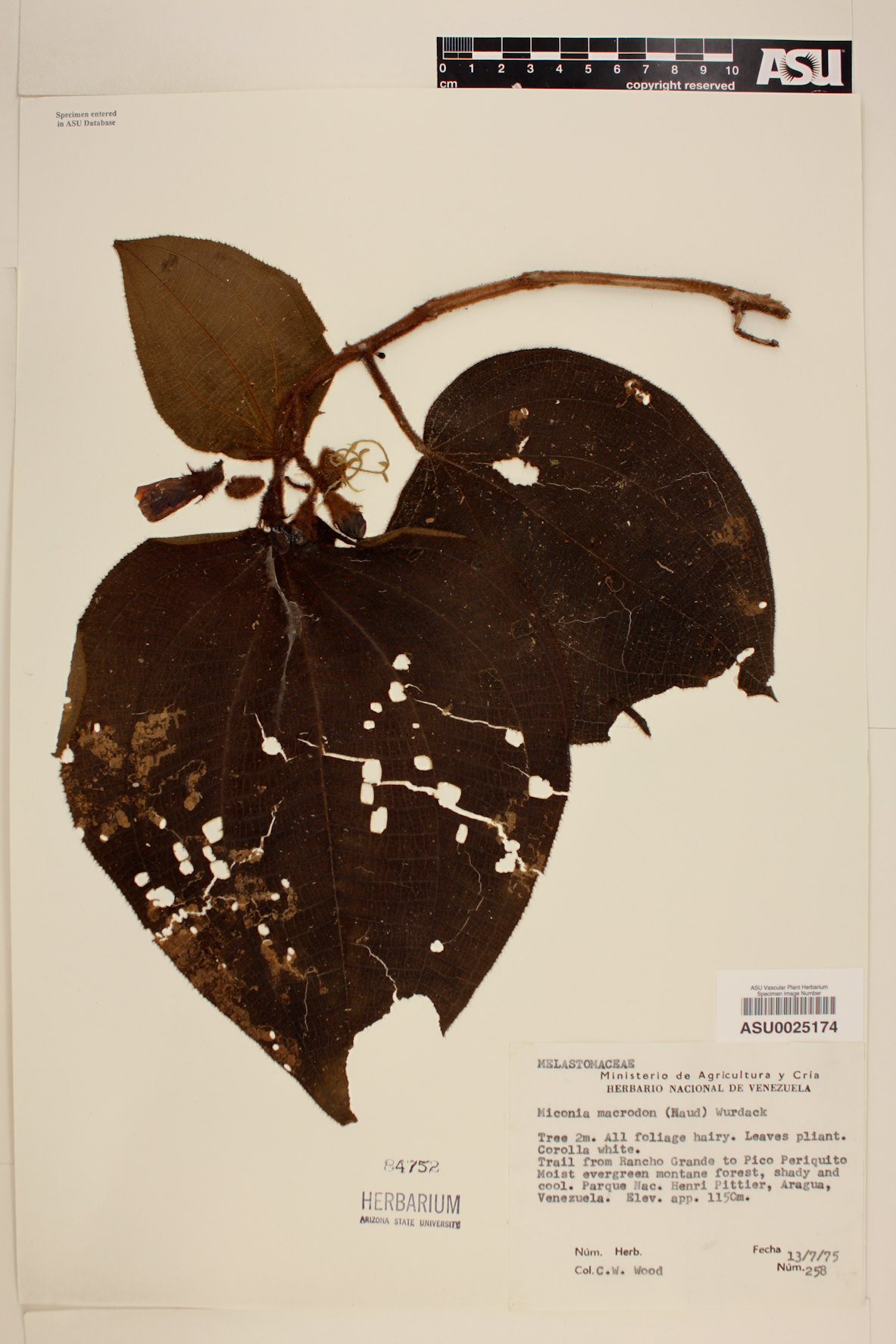 Miconia macrodon image