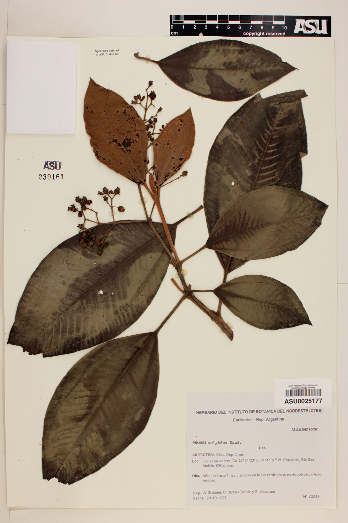 Miconia molybdea image