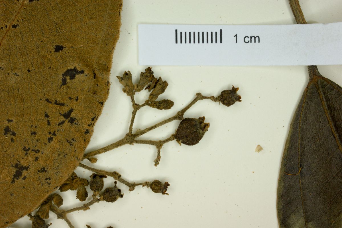 Miconia molybdea image
