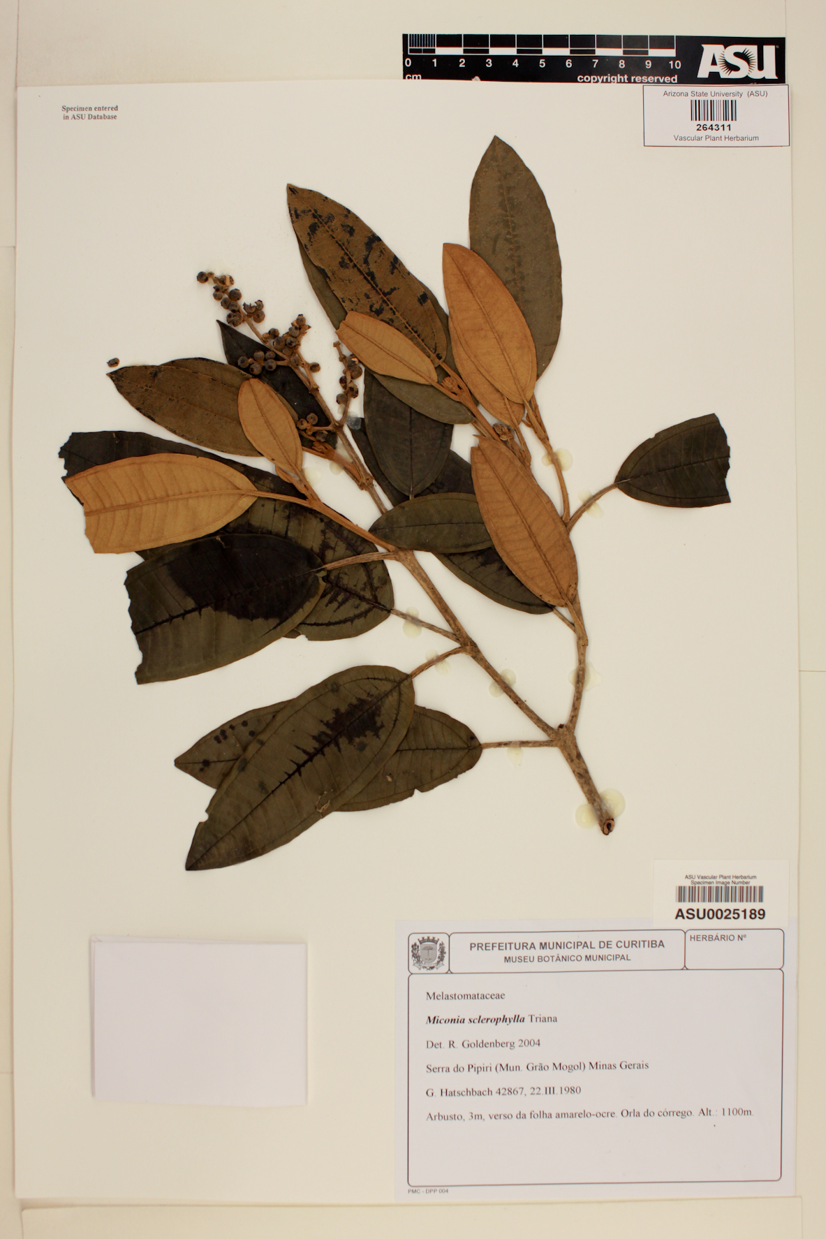 Miconia sclerophylla image