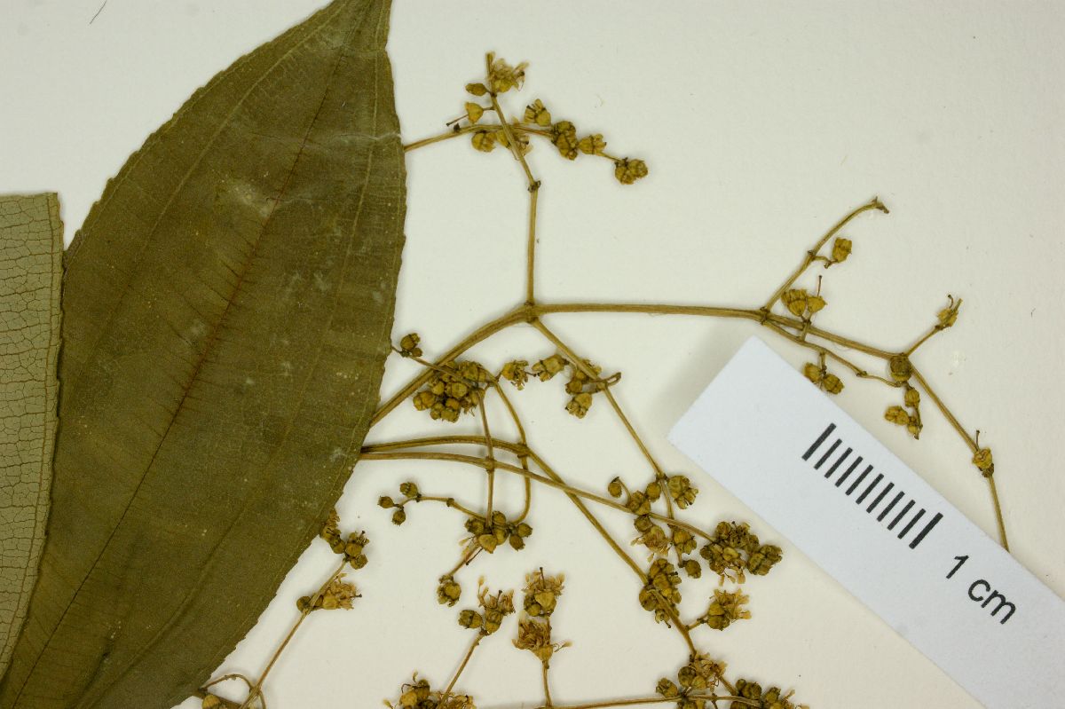 Miconia theaezans image