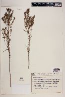 Microlicia myrtifolia image