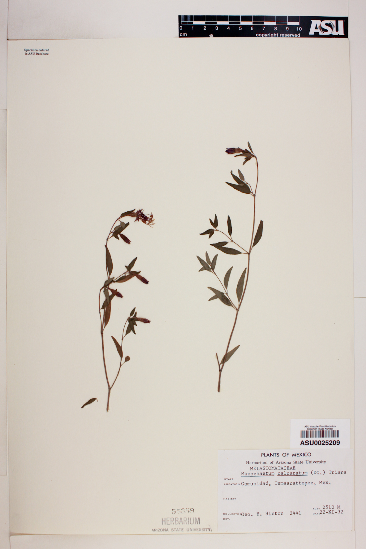 Monochaetum calcaratum image