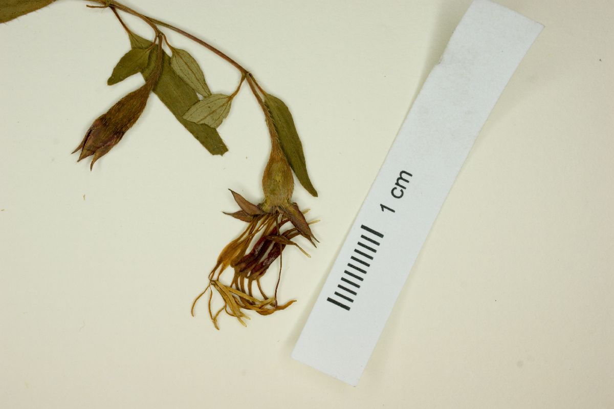 Monochaetum calcaratum image