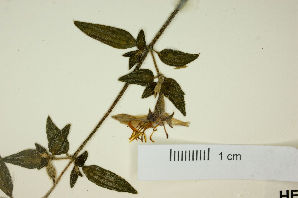 Monochaetum deppeanum image