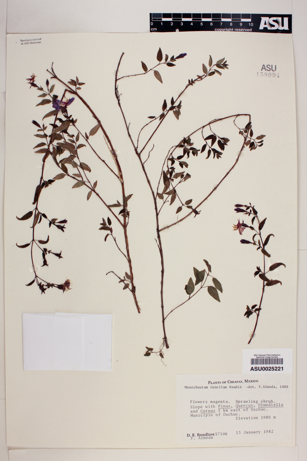 Monochaetum tenellum image