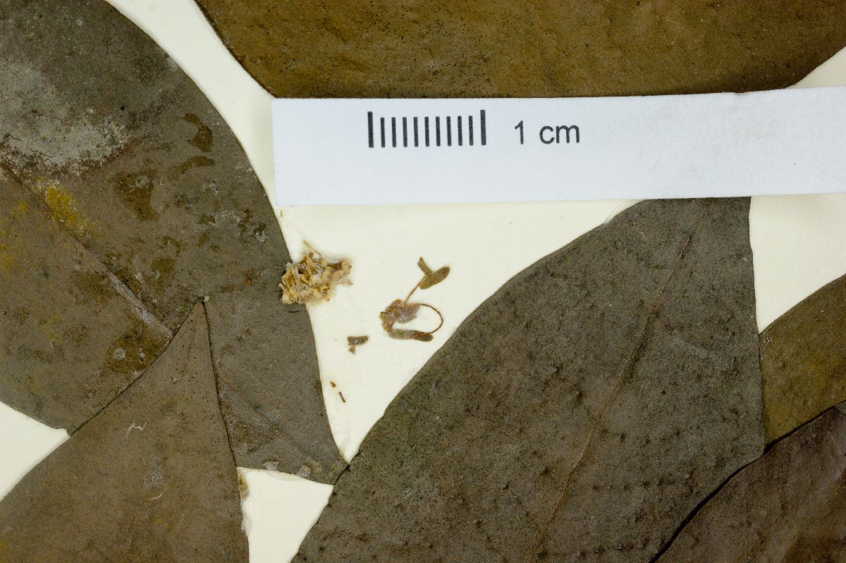 Mouriri domingensis image
