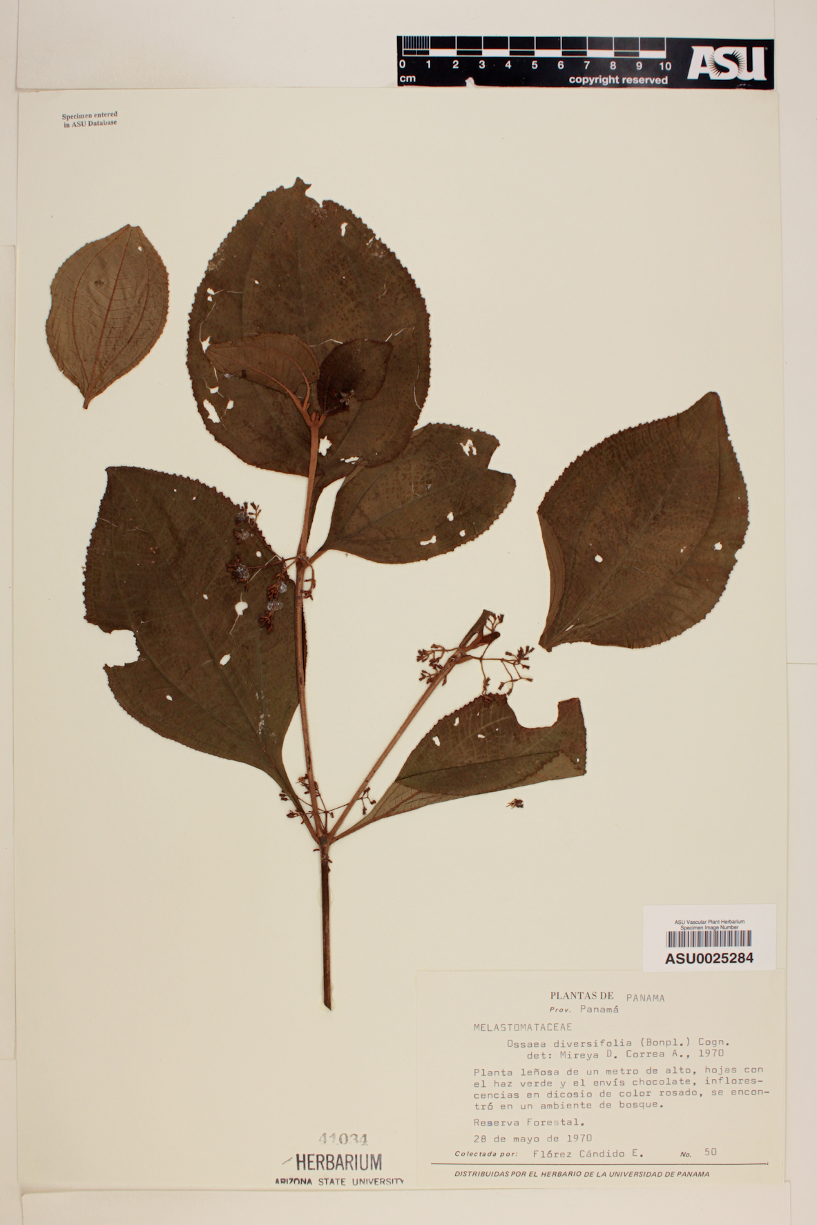 Ossaea diversifolia image