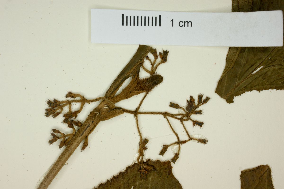 Ossaea diversifolia image