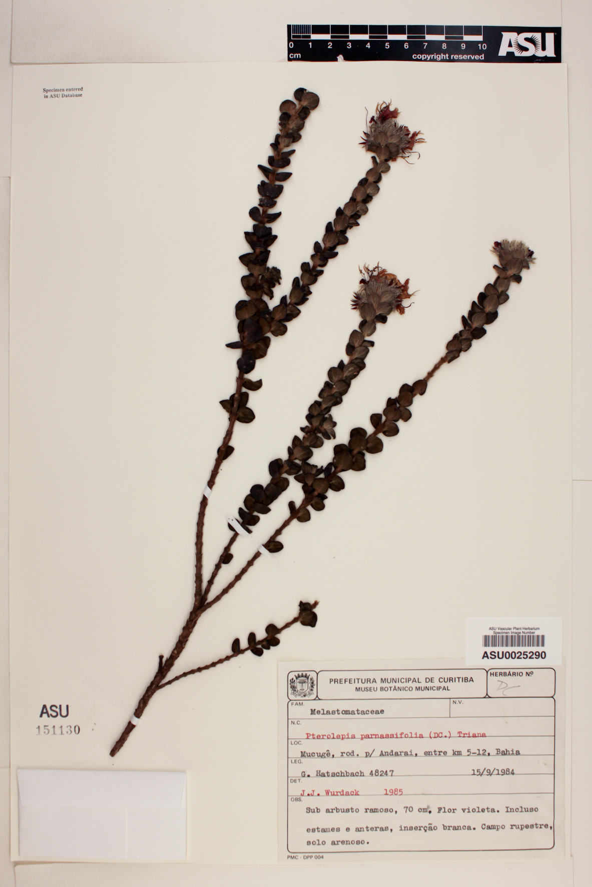 Pterolepis parnassifolia image