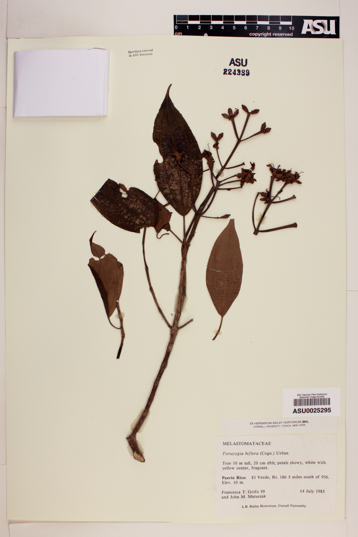 Tetrazygia biflora image