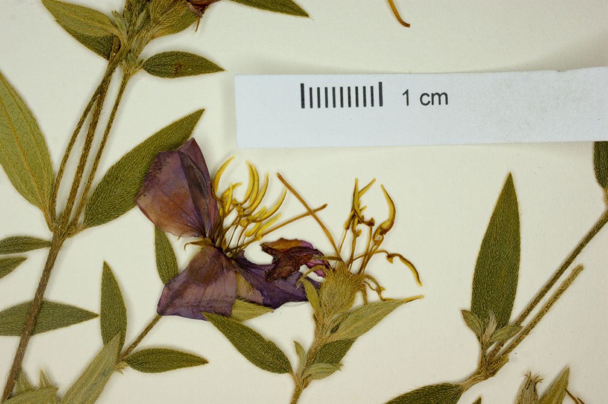 Tibouchina durangensis image