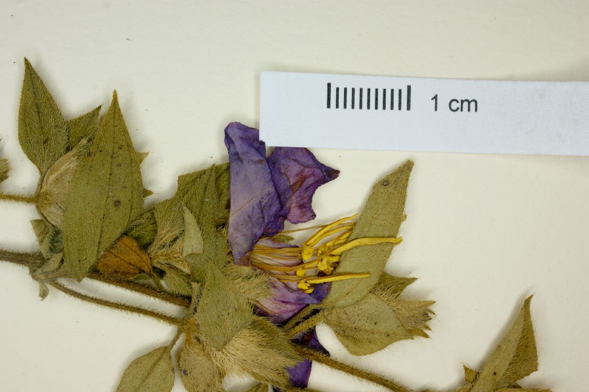 Tibouchina latibracteolata image