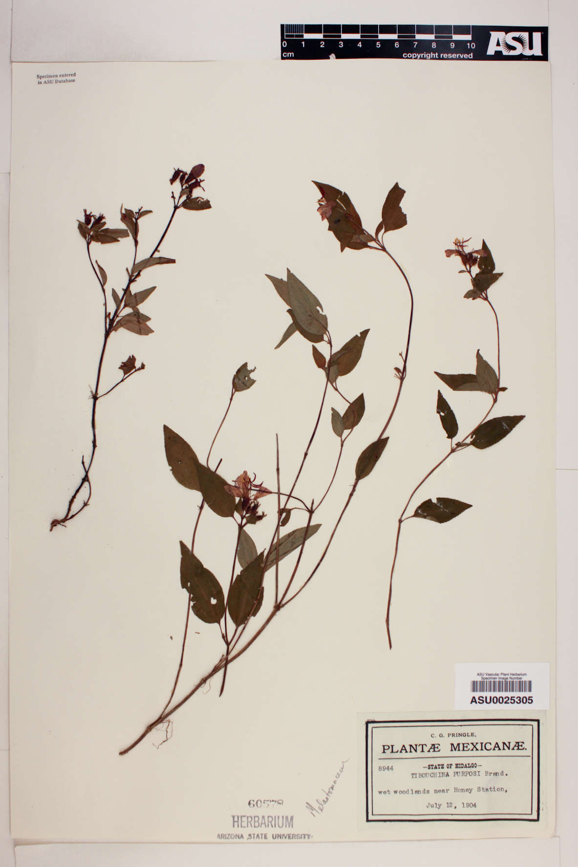 Tibouchina purpusii image