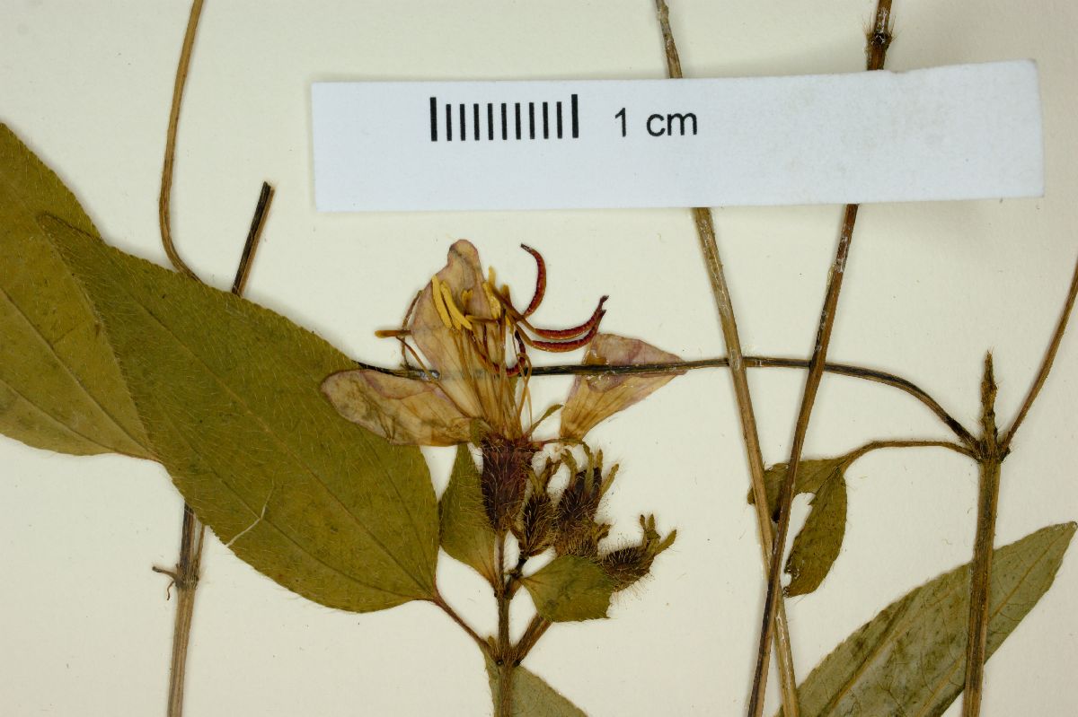 Tibouchina purpusii image