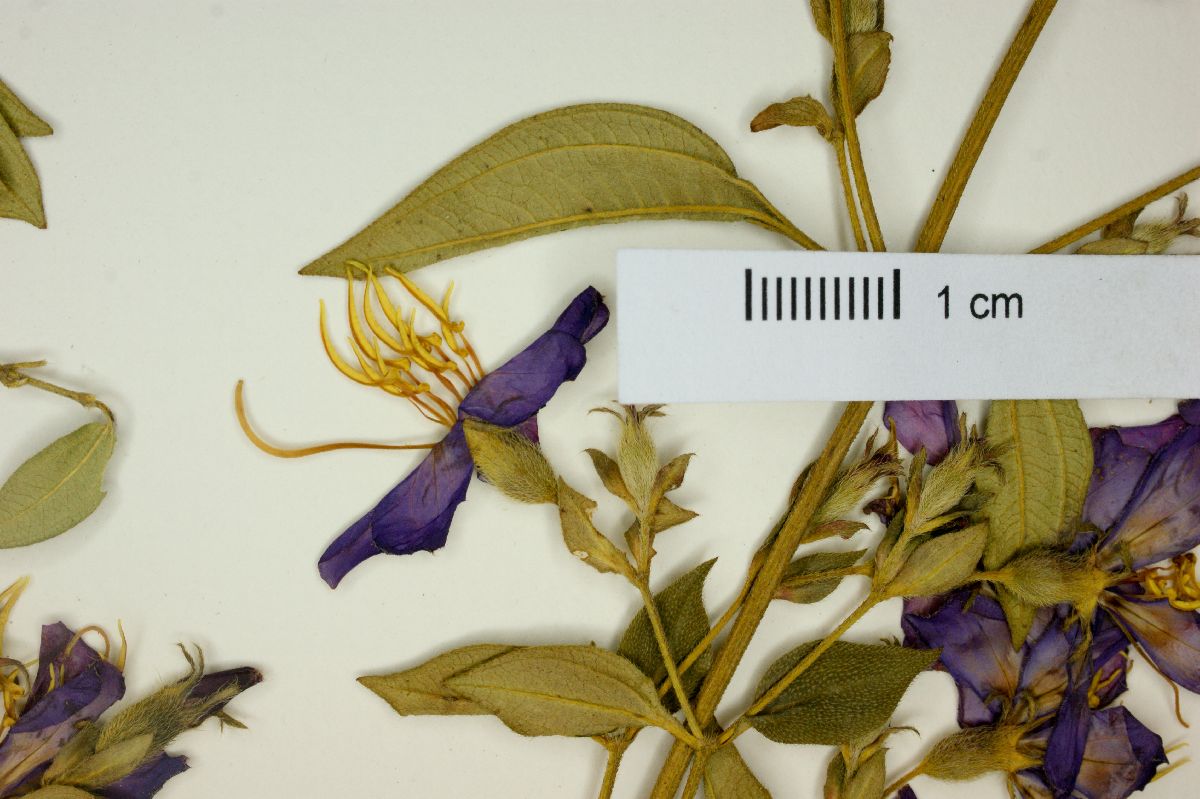 Tibouchina scabriuscula image