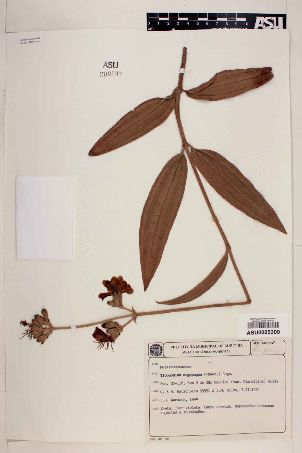 Tibouchina aegopogon image