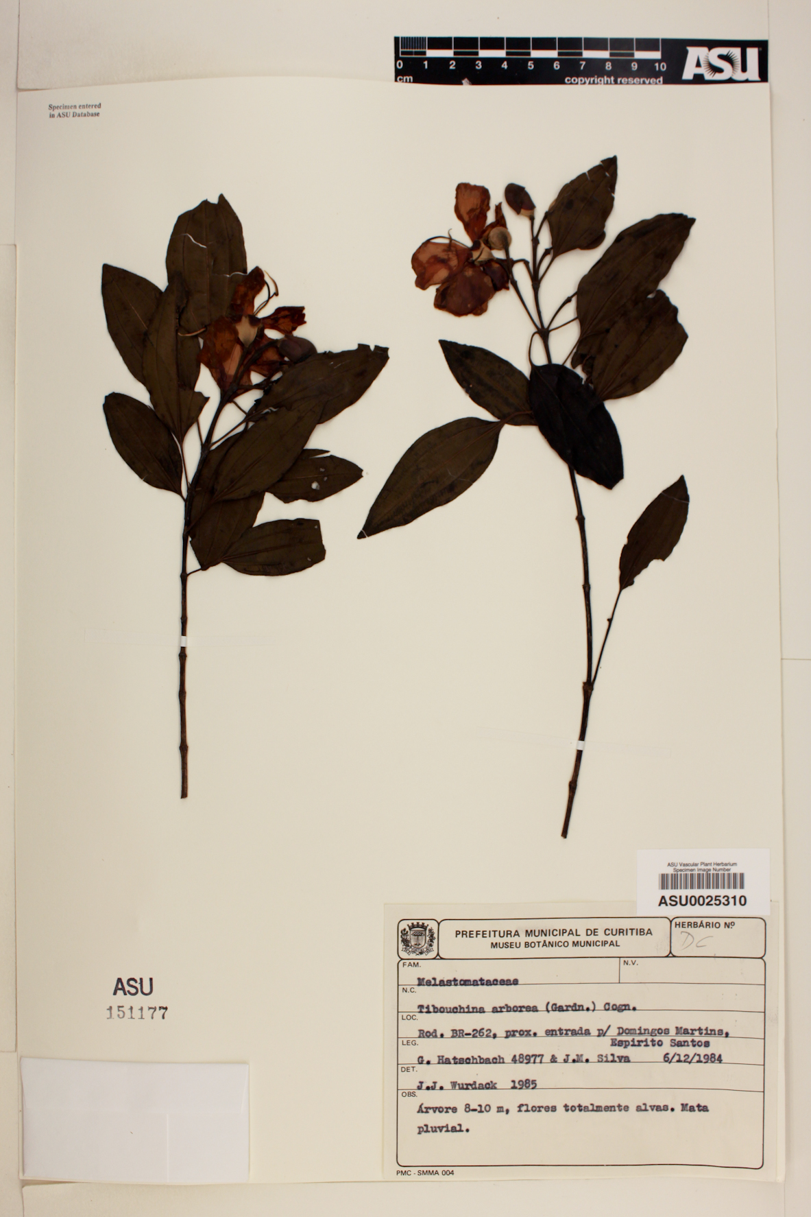 Tibouchina arborea image