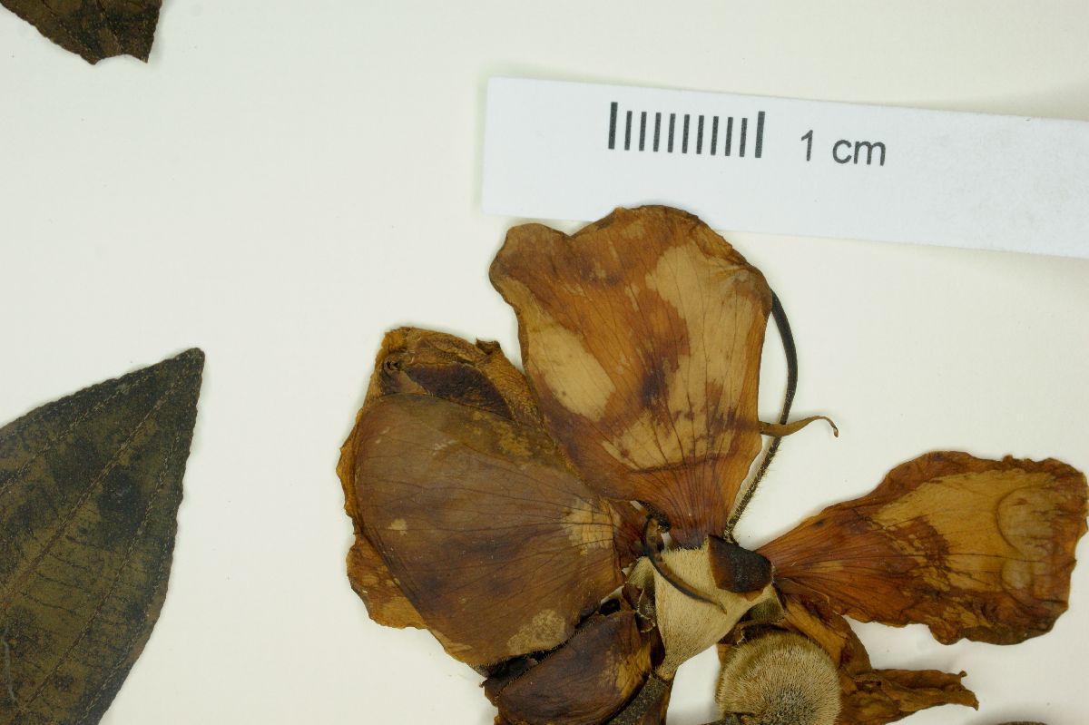Tibouchina arborea image