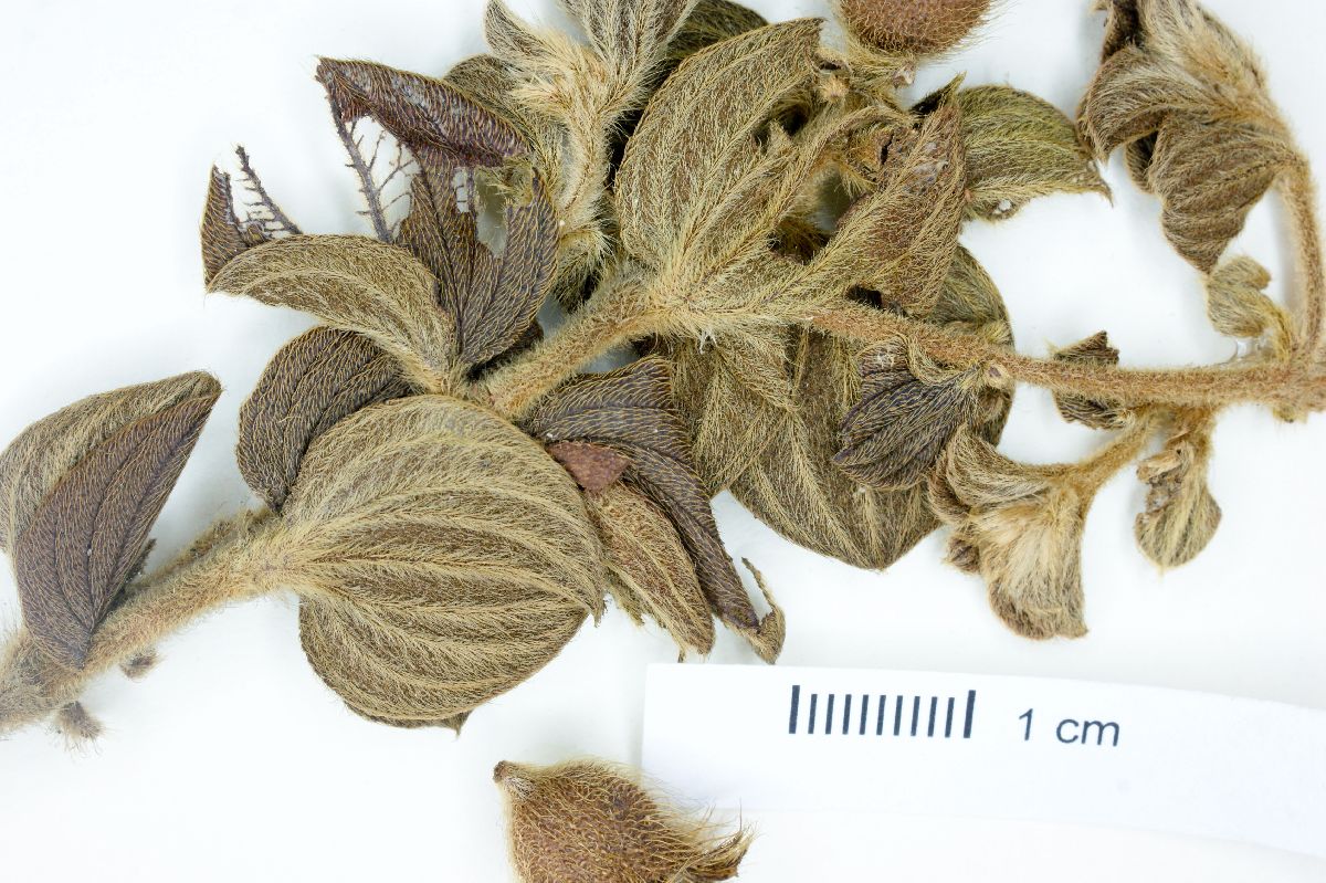 Tibouchina cardinalis image