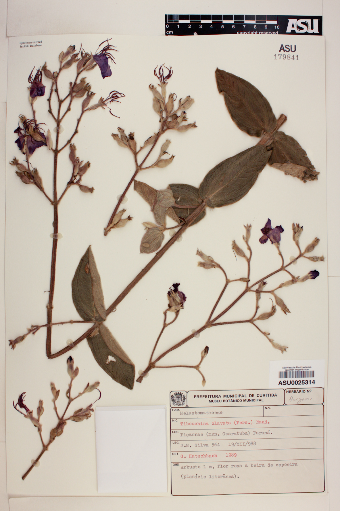 Tibouchina clavata image