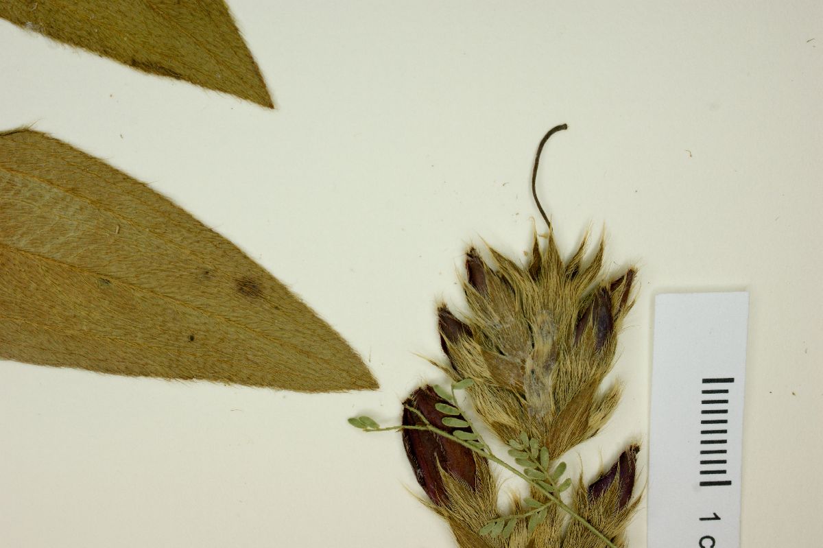 Tibouchina gracilis image