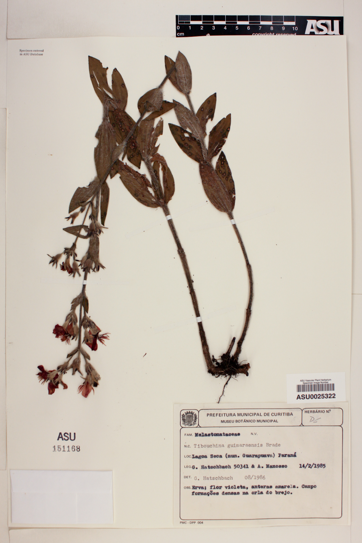 Tibouchina hassleri image