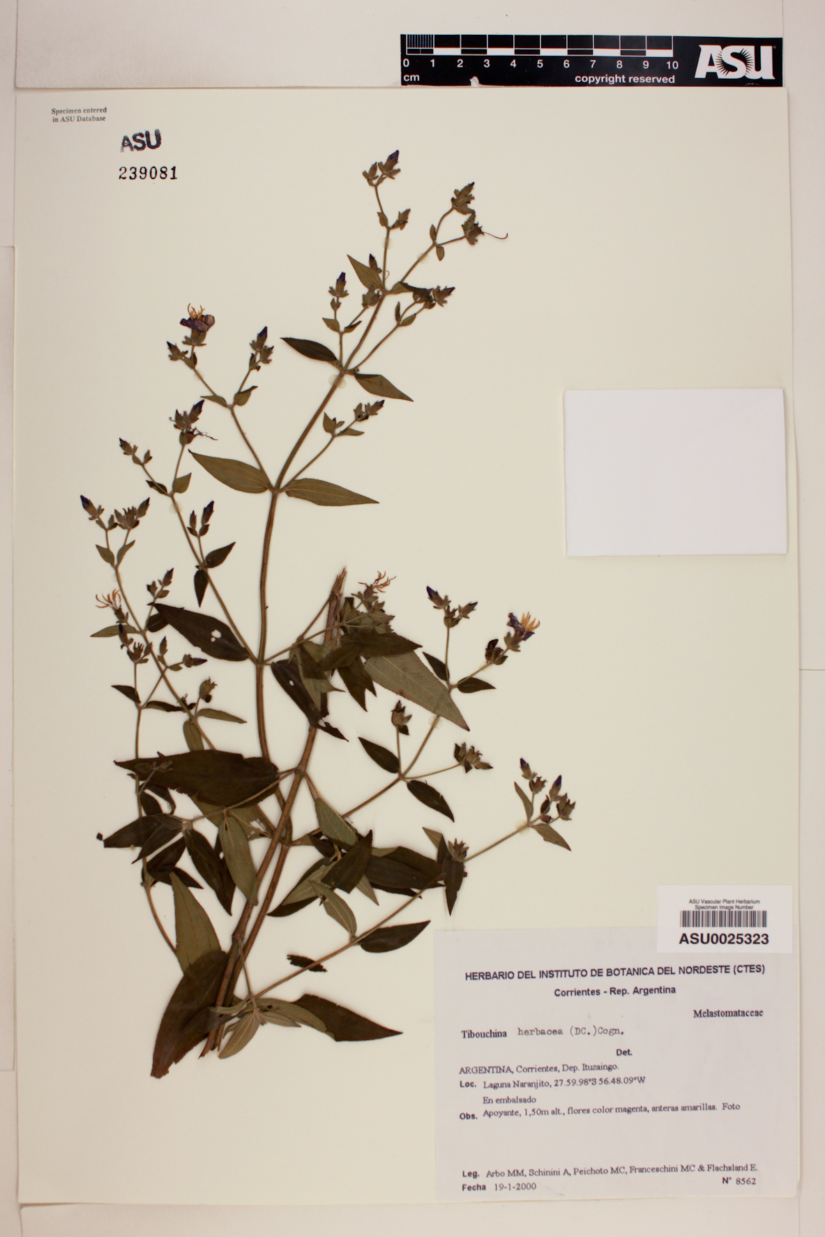 Tibouchina herbacea image