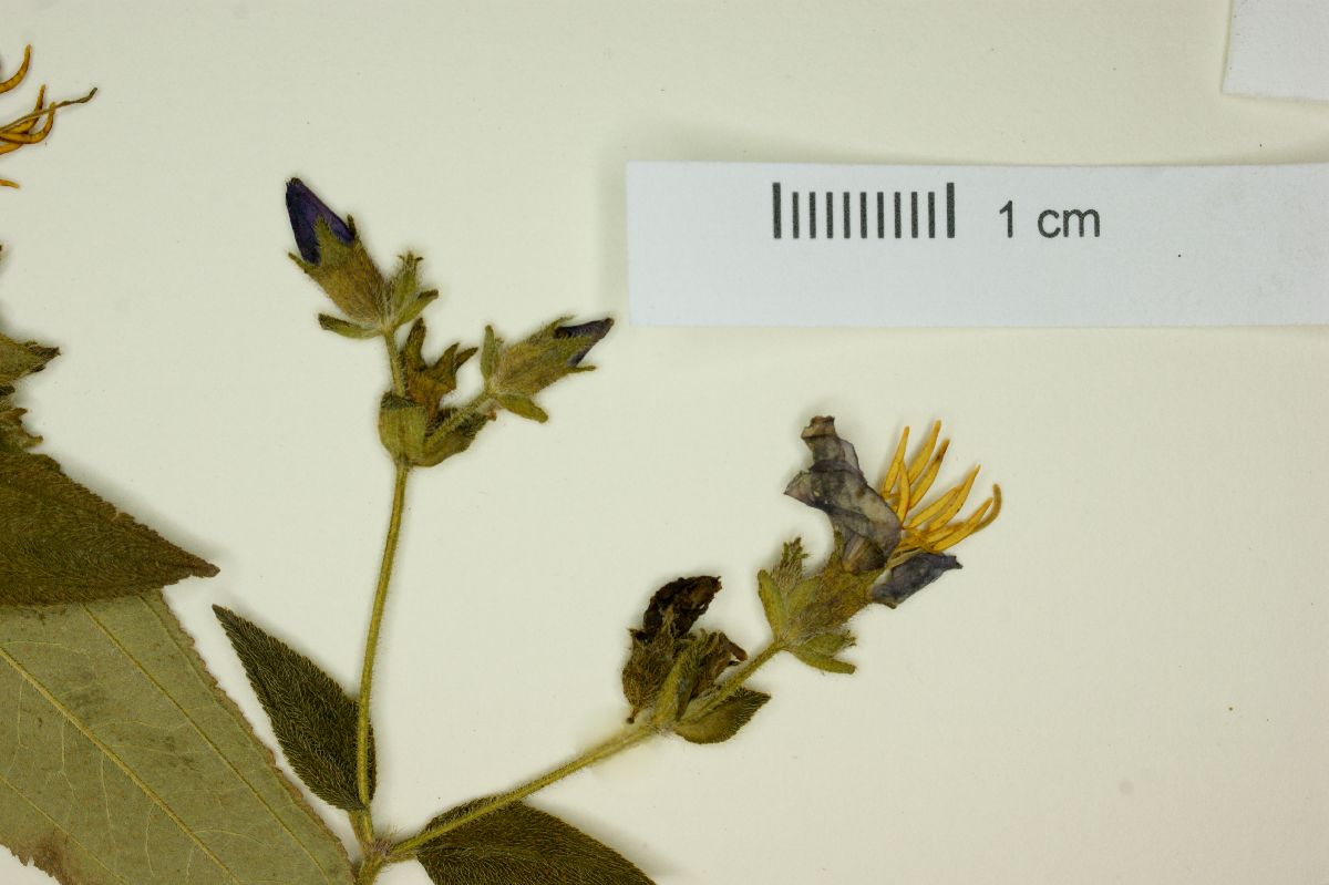 Tibouchina herbacea image