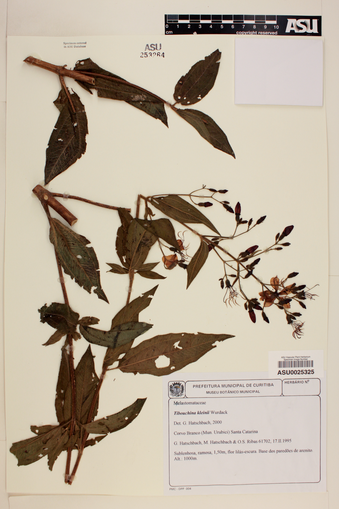 Tibouchina kleinii image