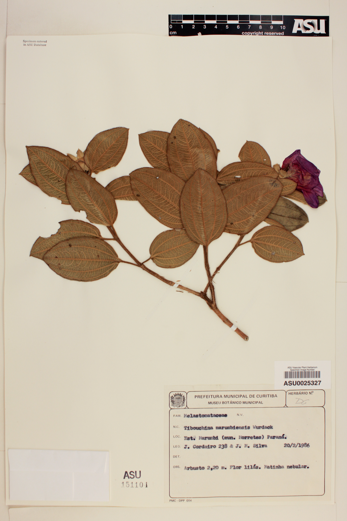 Tibouchina marumbiensis image