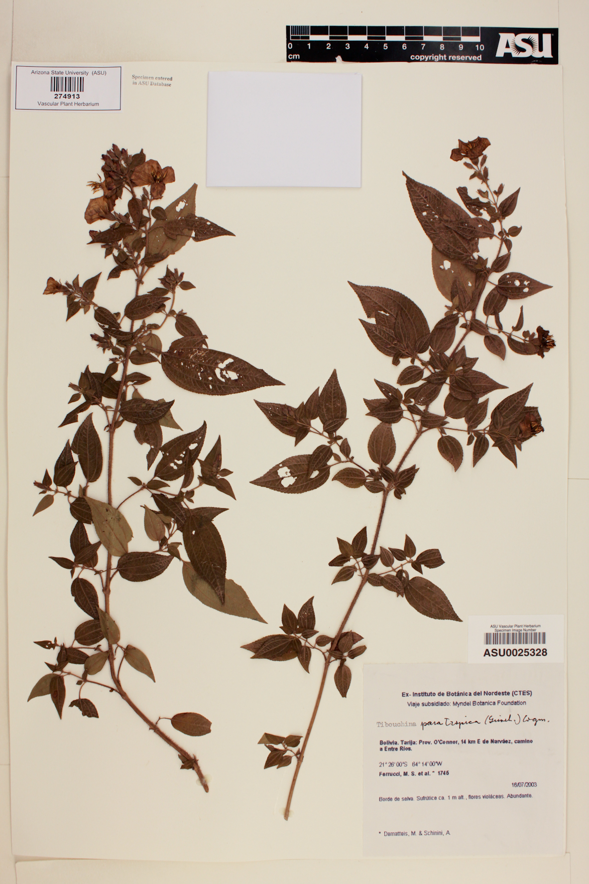 Tibouchina paratropica image