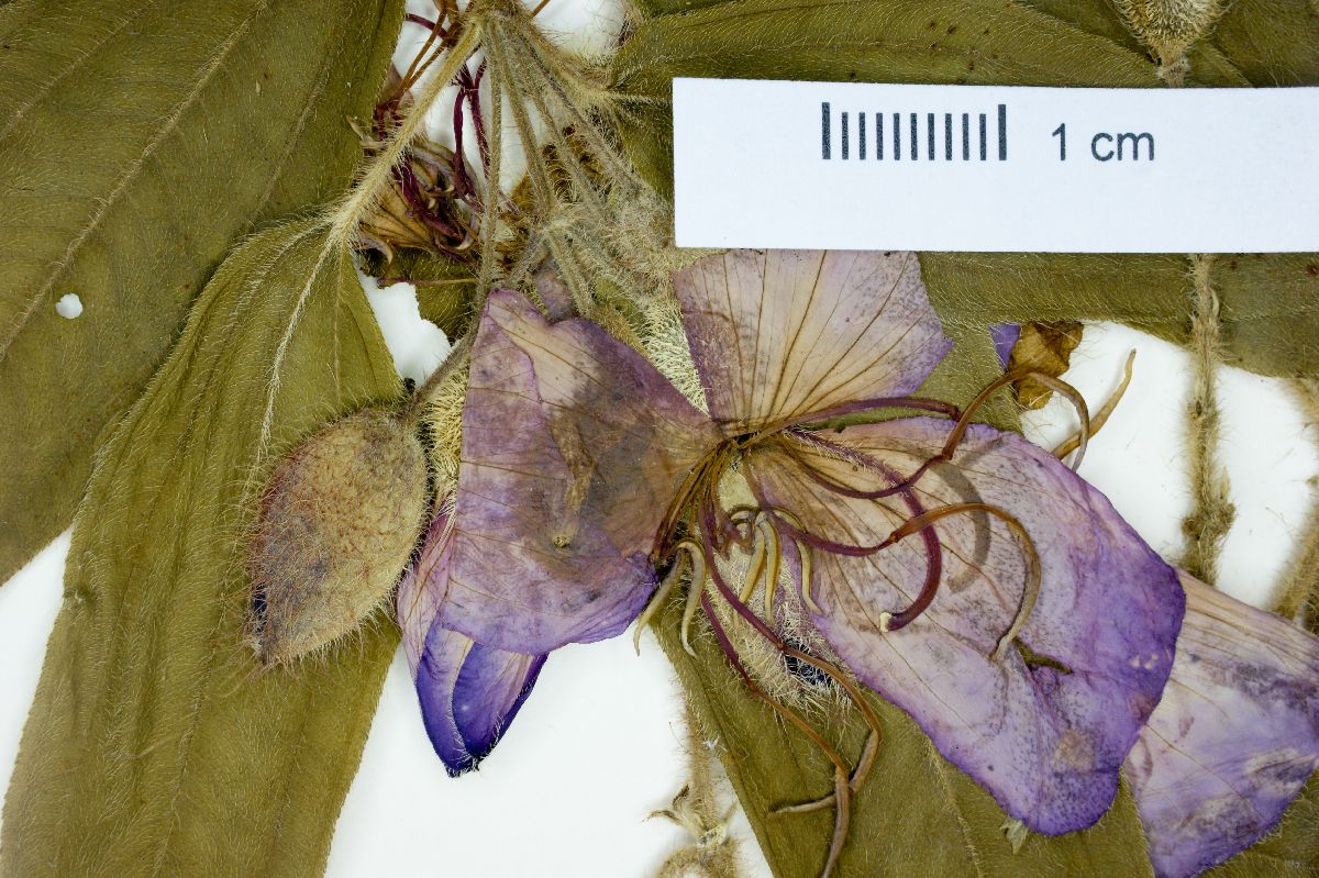 Tibouchina pilosa image