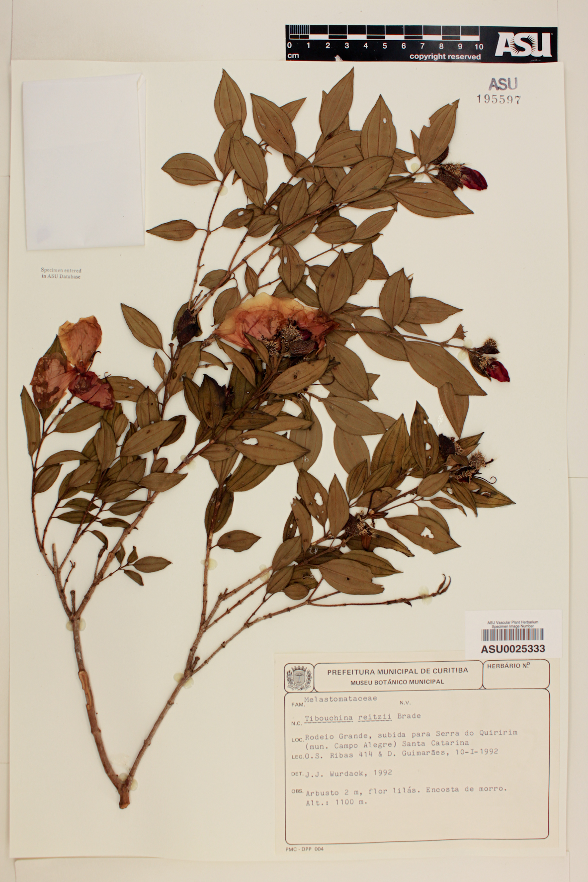 Tibouchina reitzii image