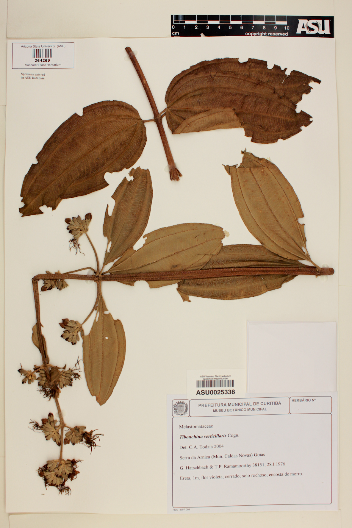 Tibouchina verticillaris image