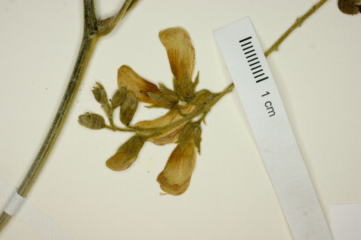 Rhynchosia macrocarpa image