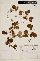 Rhynchosia corylifolia image
