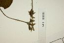 Rhynchosia corylifolia image