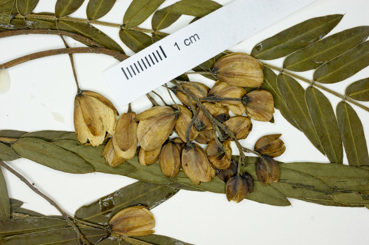 Senna centranthera image